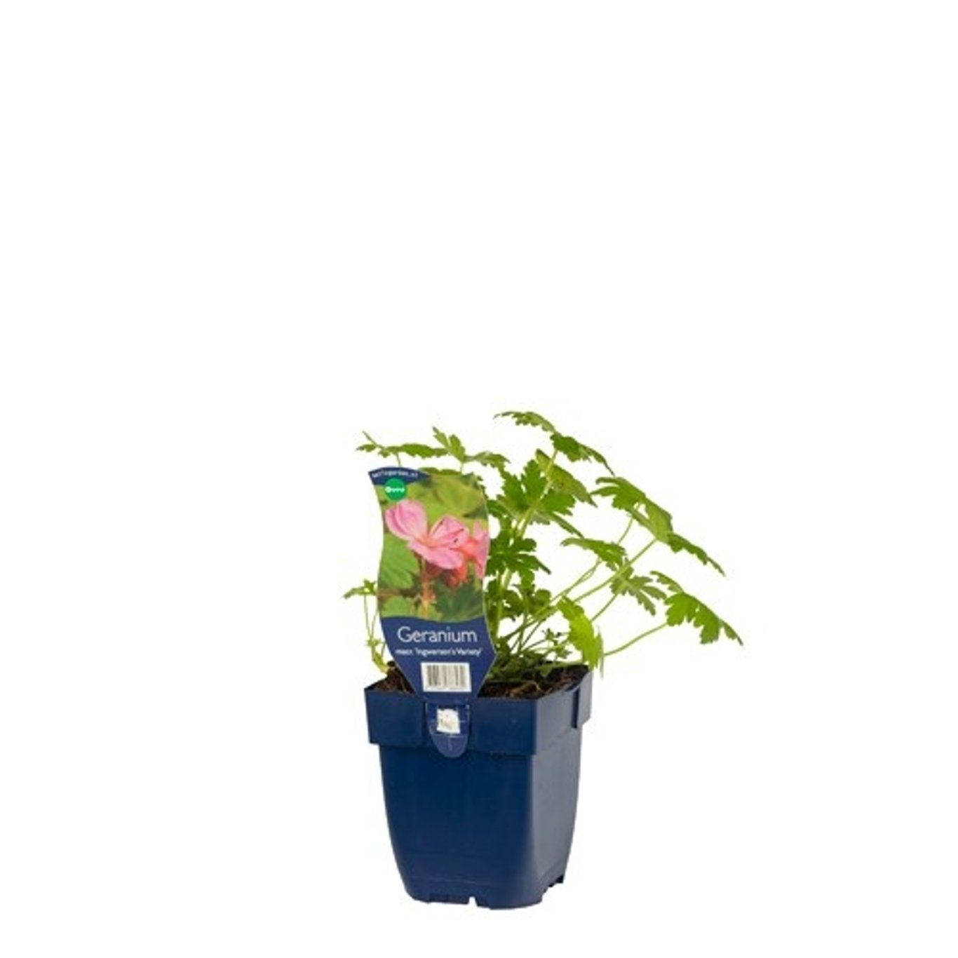 Geranium macr. 'Ingwersen's Var.' - P11